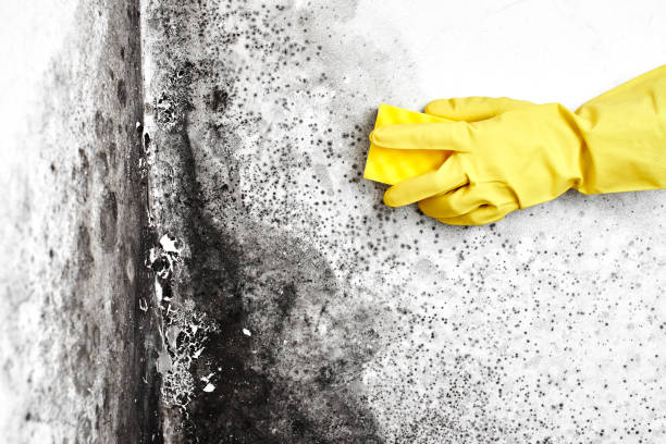 Best Air Quality Testing for Mold Spores  in Bellbrook, OH
