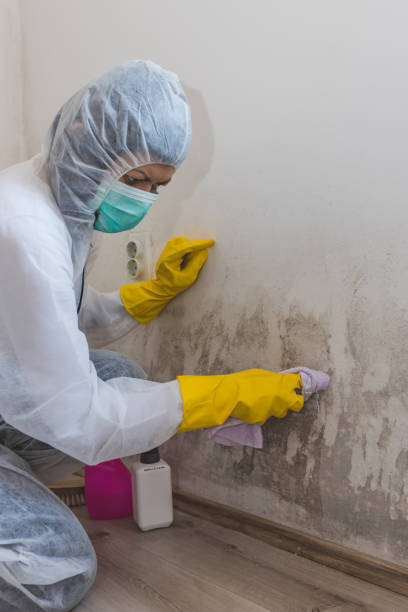 Bellbrook, OH Mold Removal Company