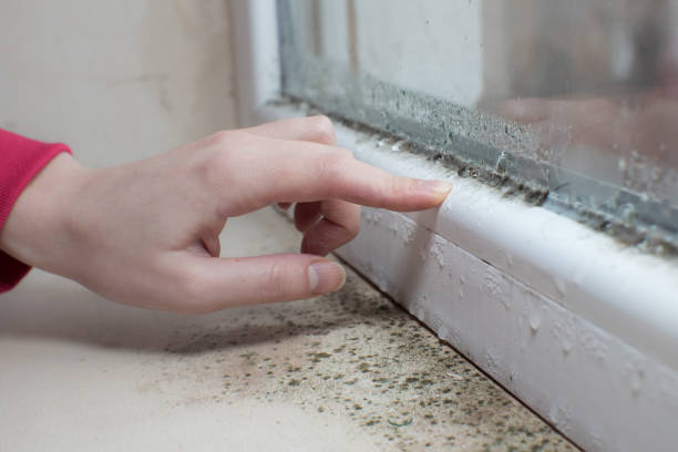 Best Mold Prevention Services  in Bellbrook, OH