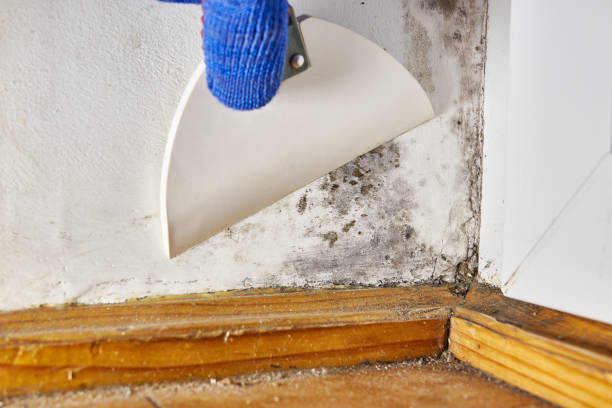 Best Real Estate Mold Inspection  in Bellbrook, OH